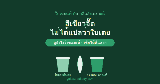 ใบเตยคืออะไร ทำไมของแท้ถึงหอมไม่เหมือนกลิ่นสังเคราะห์